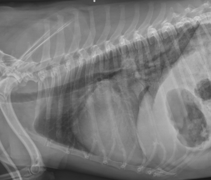 worka/vanillajswheelzoom